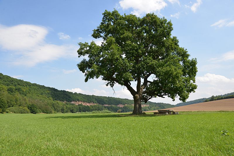 Bibi und Tina Unstruttal Eiche Drehorte Filmlocation Bibi und Tina Unstruttal Eiche Drehorte Filmlocation