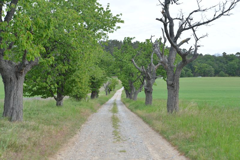 bibi-und-tina-3-cattenstedt-a 09 00100 bibi-und-tina-3-cattenstedt-a 09 00100
