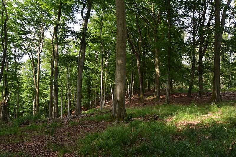 bibi-und-tina-3-harzgerode-kakmans_huette-a 12 12416 bibi-und-tina-3-harzgerode-kakmans_huette-a 12 12416