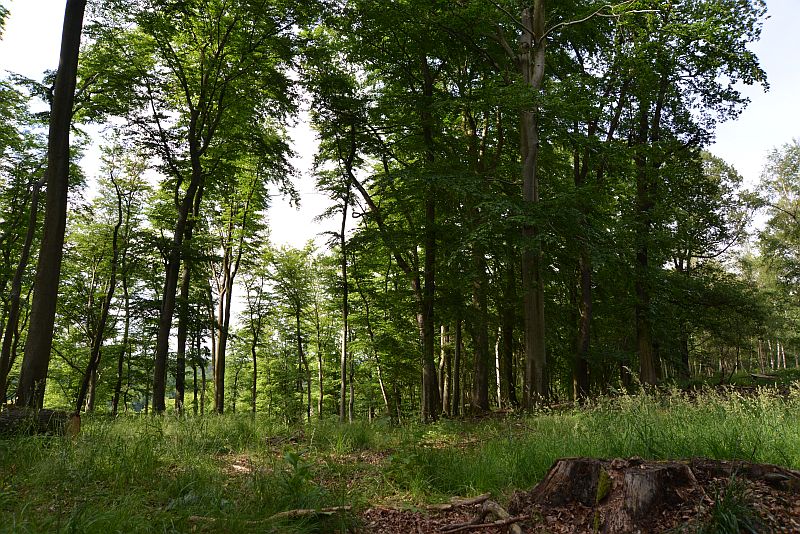 bibi-und-tina-3-harzgerode-kakmans_huette-a 14 05253 bibi-und-tina-3-harzgerode-kakmans_huette-a 14 05253